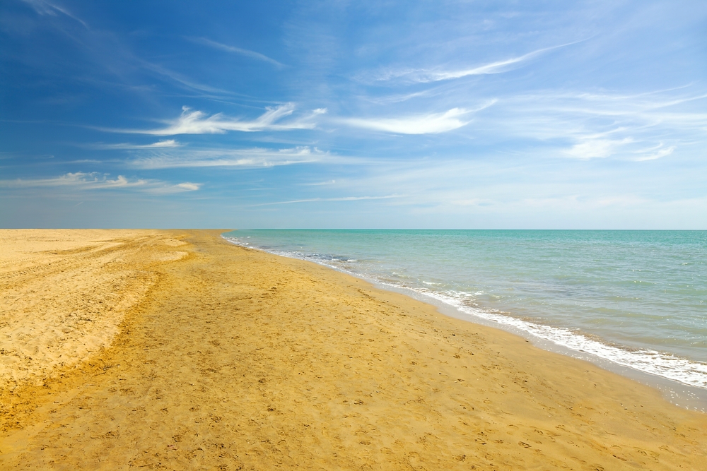 Bibione bibione