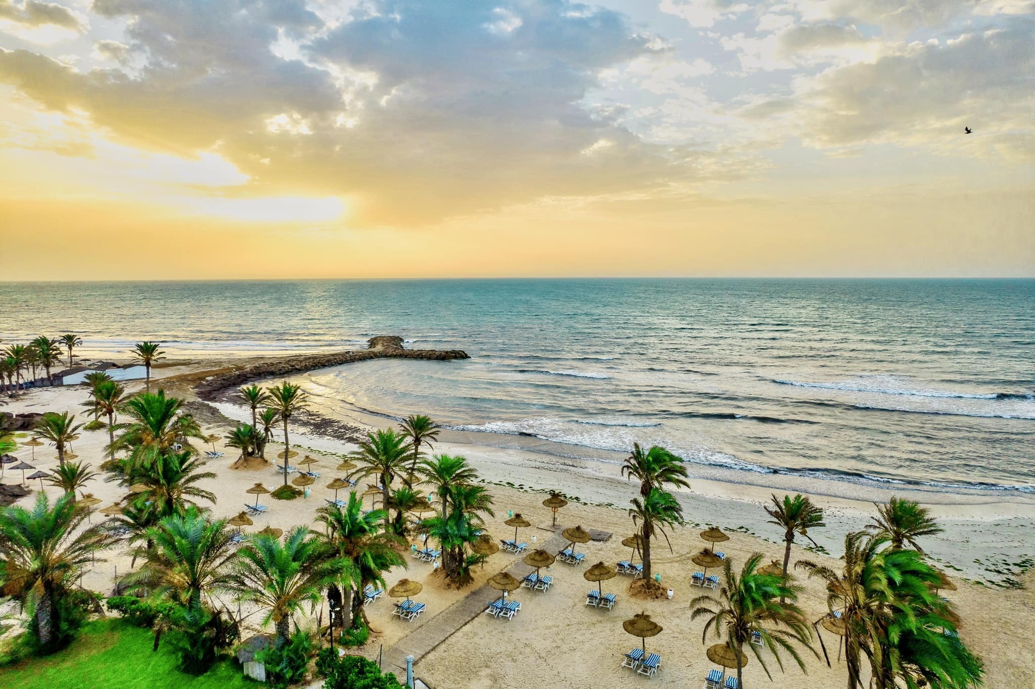 Palm Azur